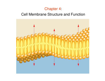 Chapter 4: Cell Membrane Structure And Function - WOU