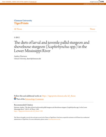 The Diets Of Larval And Juvenile Pallid Sturgeon And Shovelnose . - CORE