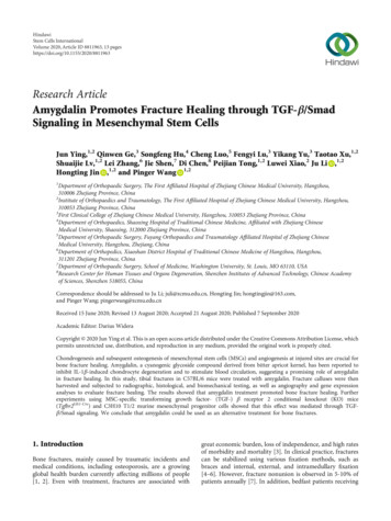 Amygdalin Promotes Fracture Healing Through TGF-β/Smad . - Hindawi