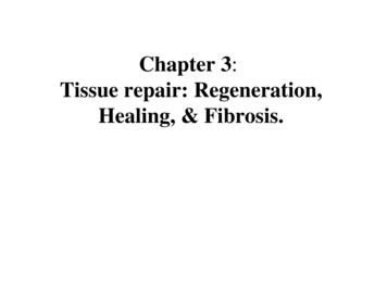 Chapter 3: Tissue Repair: Regeneration, Healing, & Fibrosis.