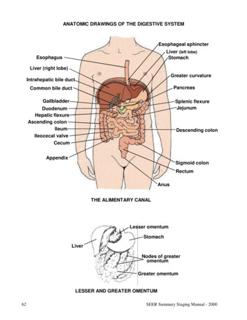 ANATOMIC DRAWINGS OF THE DIGESTIVE SYSTEM Esophageal Sphincter Liver .