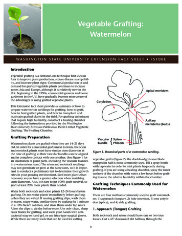 Vegetable Grafting: Watermelon - Washington State University
