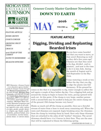 Digging, Dividing And Replanting Bearded Irises