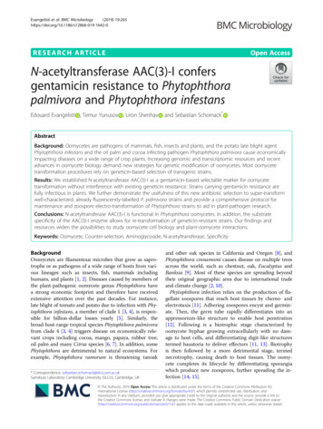 N-acetyltransferase AAC(3)-I Confers Gentamicin Resistance To .