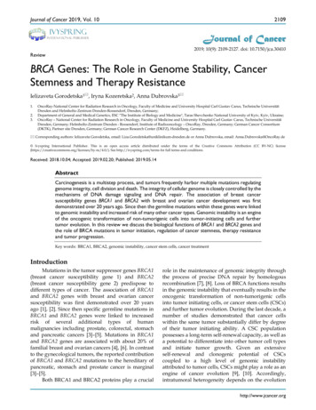 Review BRCA Genes: The Role In Genome Stability, Cancer Stemness And .