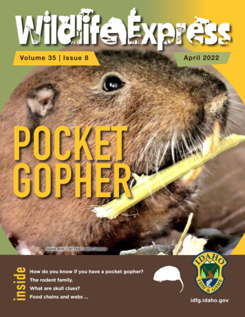 How Do You Know If You Have A Pocket Gopher? Inside Food Chains And Webs