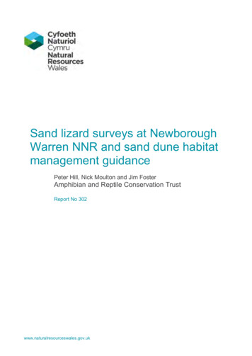Sand Lizard Surveys At Newborough Warren NNR And Sand Dune Habitat .