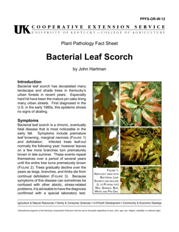 Bacterial Leaf Scorch - University Of Kentucky