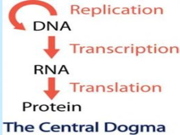 DNA Replication--- Transcription--- Translation