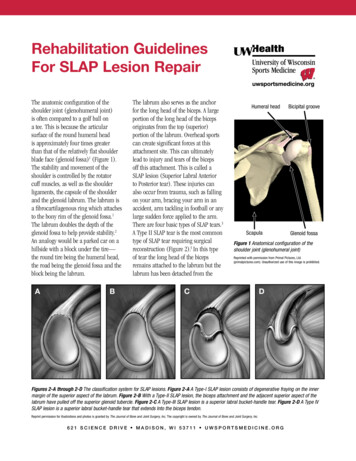 Rehabilitation Guidelines For SLAP Lesion Repair