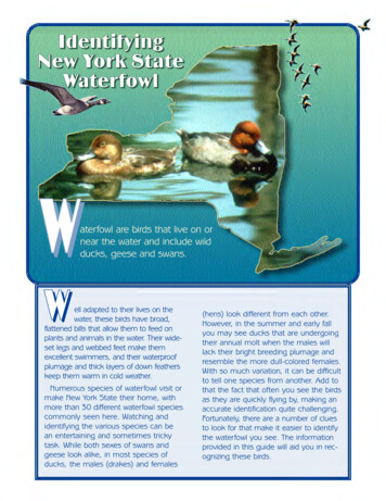 Identifying New York State Waterfowl