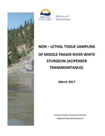 Non - Lethal Tissue Sampling Of Middle Fraser River White Sturgeon .