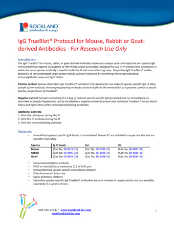IgG TrueBlot Protocol For Mouse, Rabbit Or Goat- Derived . - Biomol