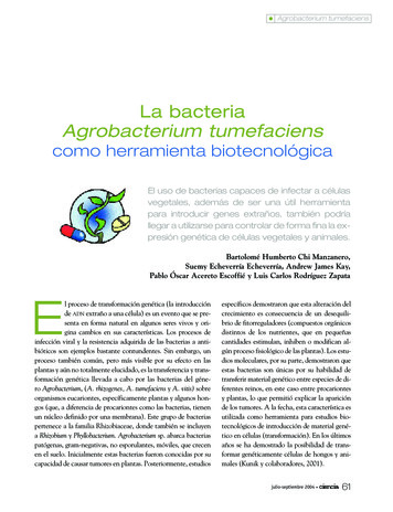 La Bacteria Agrobacterium Tumefaciens - AMC