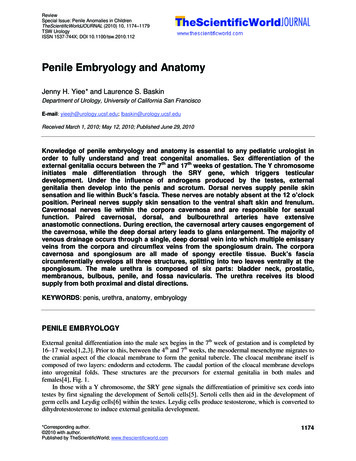 Penile Embryology And Anatomy