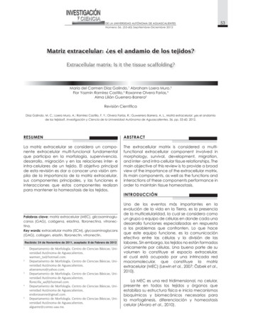 Matriz Extracelular: ¿es El Andamio De Los Tejidos? - UAA