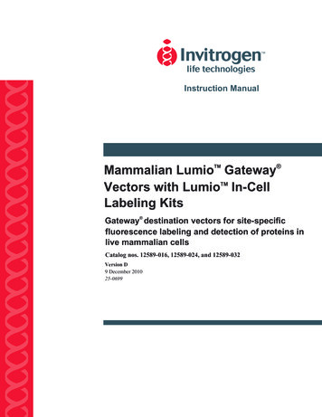 Vectors With LumioTM In-Cell Labeling Kits - Thermo Fisher Scientific