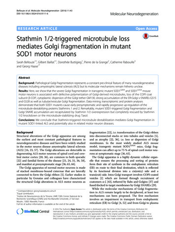 Stathmin 1/2-triggered Microtubule Loss Mediates Golgi Fragmentation In .