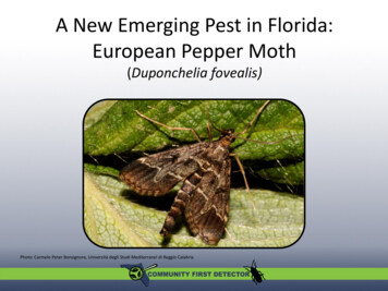 A New Emerging Pest In Florida: European Pepper Moth Duponchelia Fovealis