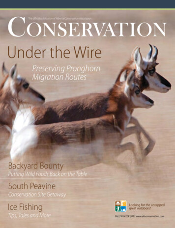 Under The Wire - Ab-conservation 