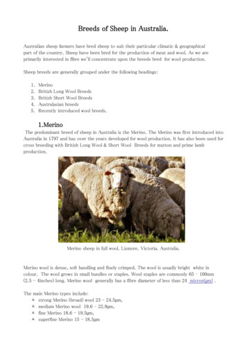Breeds Of Sheep In Australia. - Online