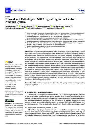 Normal And Pathological NRF2 Signalling In The Central Nervous System