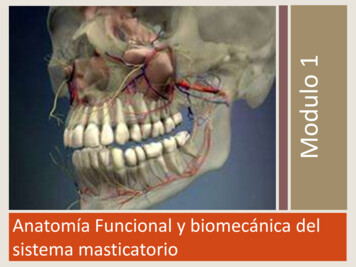 Anatomía Funcional Y Biomecánica Del Sistema Masticatorio - Oclusión I