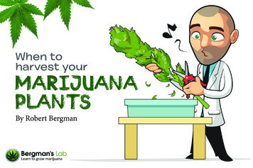 When To Harvest Your Marijuana Plants - I Love Growing Marijuana
